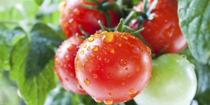 Ăn cà chua với dưa chuột sẽ làm giảm đi chất vitam C có trong quả