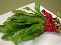 Những bài thuốc nam chữa sỏi thận hiệu quả nhất