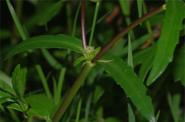 Những bài thuốc nam chữa sỏi thận hiệu quả nhất