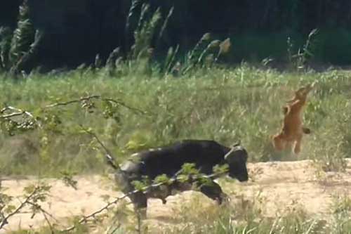 Trâu rừng húc bay sư tử để cứu thằn lằn