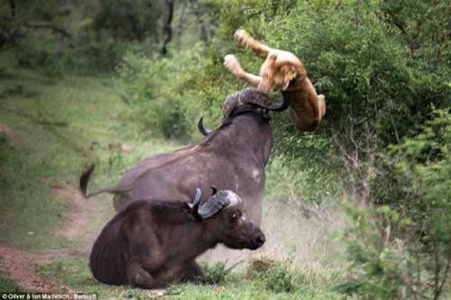 Trâu rừng húc bay sư tử lên không trung để giải cứu đồng loại