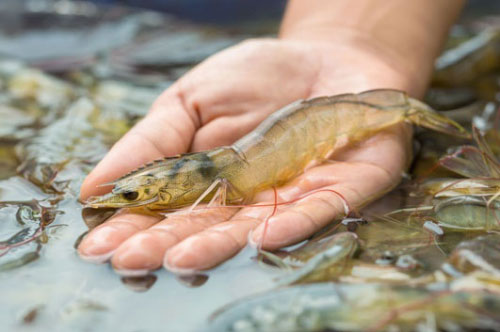 Mẹo chọn tôm tươi ngon "bách phát bách trúng", không sợ người bán hàng qua mặt