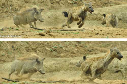 Lợn rừng truy đuổi 3 con linh cẩu 'chạy bạt vía'