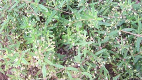 Top 9 loại thảo dược dân gian giúp bạn “đánh bay” nỗi lo về ung thư buồng trứng 