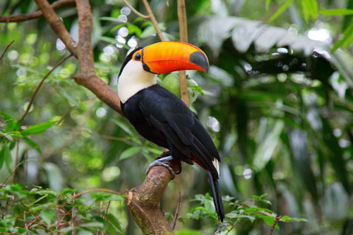 Đố vui tinh mắt: Thử tìm đồ giấu kín trong 10 bức hình rực rỡ