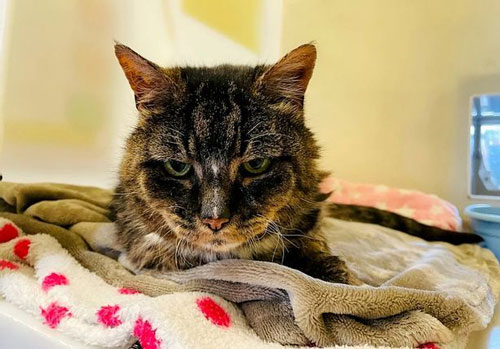 Mèo cưng quay trở về tìm chủ cũ sau 20 năm mất tích và cái kết bất ngờ