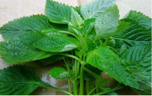 Tìm hiểu cách điều trị bệnh thủy đậu hiệu quả bằng những loại lá cây quen thuộc