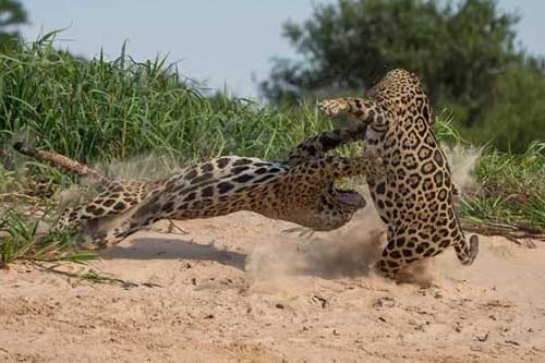 Báo đốm đánh nhau ác liệt để giành lãnh thổ