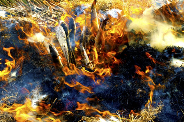 Nhớ cá lóc nướng trui miến Tây