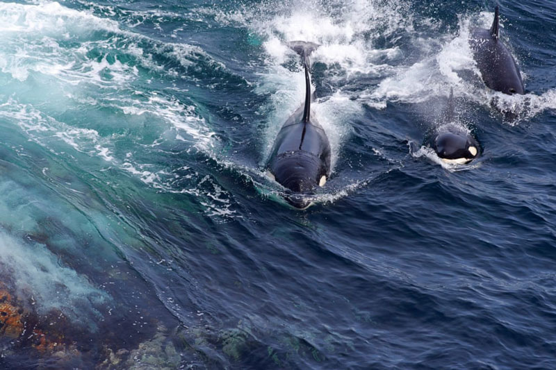 Cuộc sống của động vật ở rìa Bắc Đại Tây Dương