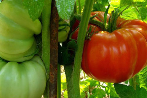 Những dấu hiệu chứng tỏ cà chua chứa "độc tố", hãy nhanh chóng vứt đi