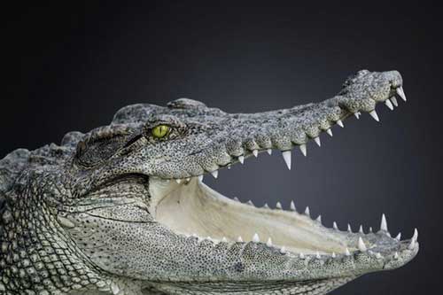 Kỳ lạ cá sấu không hề có sự thay đổi đáng kể trong vòng 200 triệu năm qua