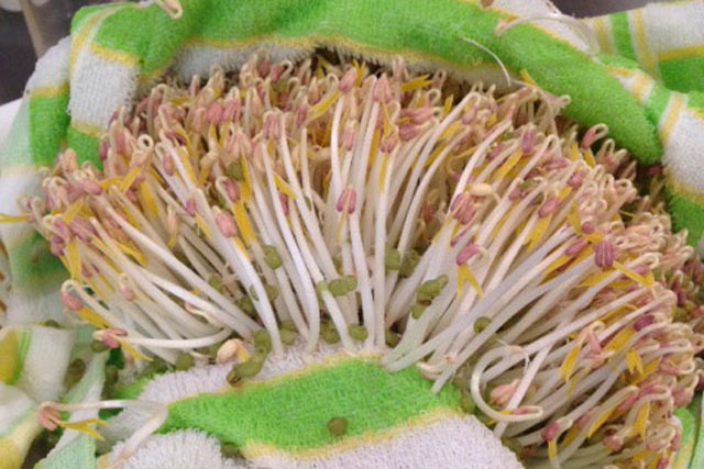 Mẹ đảm đang làm giá đỗ xanh tại nhà bằng chai nhựa, vỏ hộp