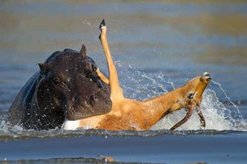 Bị cả chó hoang lẫn hà mã truy sát, linh dương vẫn thoát chết ngoạn mục