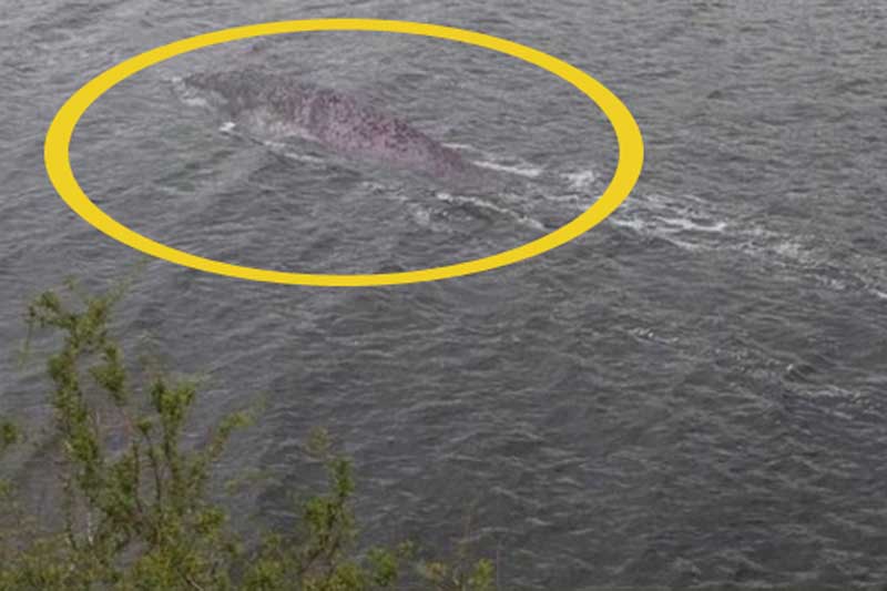 Hé lộ bức ảnh “đắt giá” nhất về quái vật hồ Loch Ness