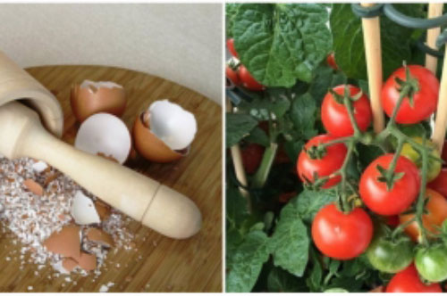 8 tác dụng không ngờ từ vỏ trứng xem tác dụng cuối ai cũng giật mình