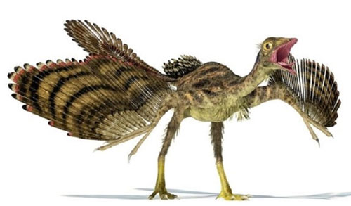 Hóa thạch lông vũ gây tranh cãi của khủng long Archaeopteryx