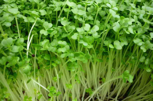 Những cách trồng rau mầm không cần đất đơn giản nhất