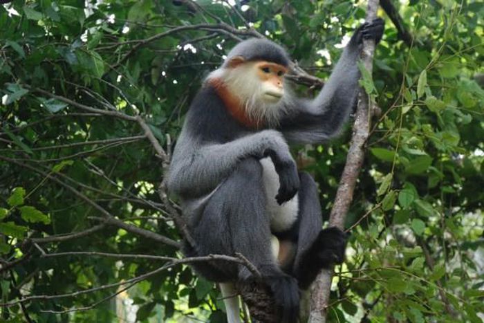 Mua súng trên mạng để bắn chết voọc chân xám quý hiếm