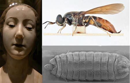 Bí ẩn về ấu trùng ruồi trong di cốt công chúa Ý