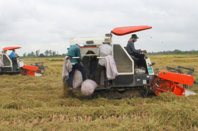 Xuất khẩu gạo giảm trong những tháng đầu năm 2021