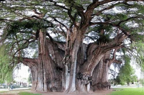 Vì sao nhiều cây cổ thụ rỗng thân mà vẫn sống?