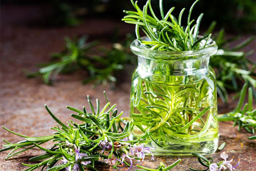 Tác dụng tuyệt vời của cây hương thảo đối với sức khỏe