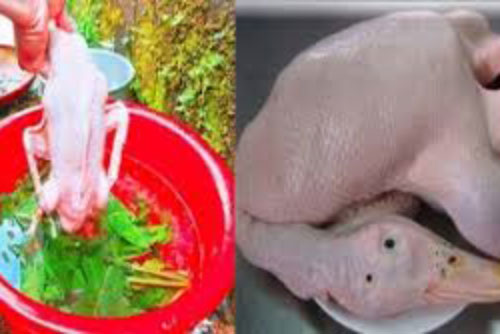Bày cách đơn giản nhất để nhổ lông vịt thật nhanh, sạch sẽ, thịt thơm ngon không còn mùi hôi