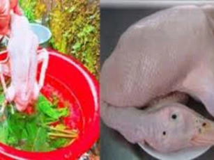Bày cách đơn giản nhất để nhổ lông vịt thật nhanh, sạch sẽ, thịt thơm ngon không còn mùi hôi