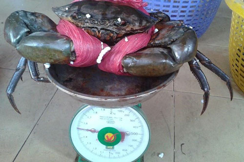 Mua cua biển toàn thấy có dây buộc, nguyên nhân đằng sau khiến chị em ngớ người