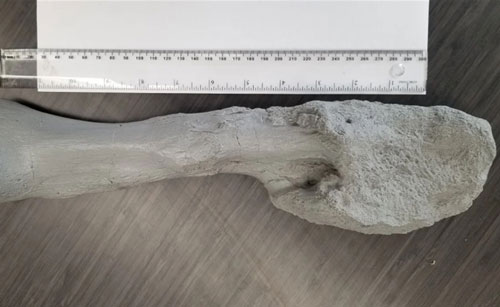 Khủng long cũng bị ung thư