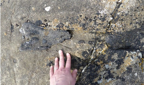 Tìm thấy hóa thạch của loài khủng long 'óc tí hon' ở Scotland