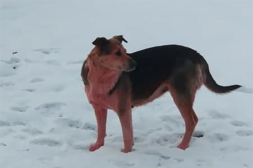 Bí ẩn về đàn chó có bộ lông chuyển sang màu hồng xanh bất thường