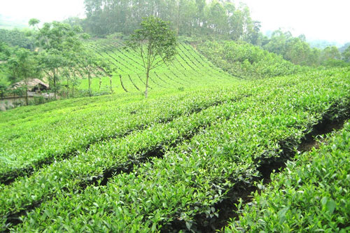 Chè Tân Cương - đặc sản nổi tiếng bậc nhất tỉnh Thái Nguyên