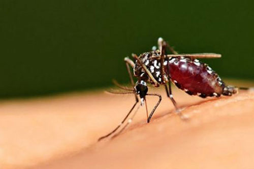 Những cách đuổi muỗi và diệt muỗi đơn giản, dễ làm