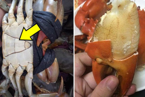 Mua cua cứ nhắm điểm này trên yếm, đảm bảo 100% thịt “ngập răng”, gạch vàng óng