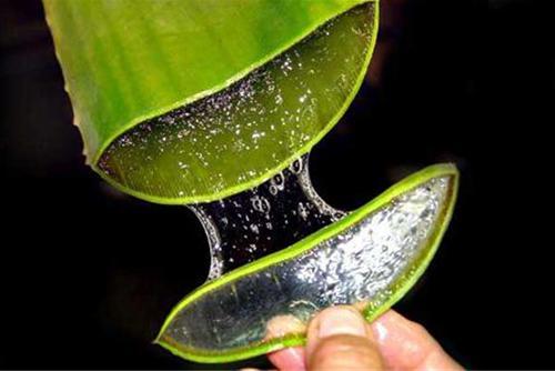 Top 10 bí quyết thần kỳ giúp lành sẹo, mờ vết thâm