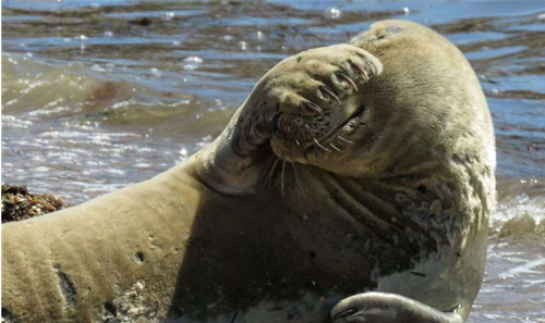 Hải cẩu ngại ngùng che mặt khi thấy máy ảnh