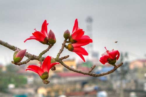 Hoa gạo không chỉ đẹp mà còn là vị thuốc và gia vị trong món ăn ngon, bổ dưỡng ít ai biết