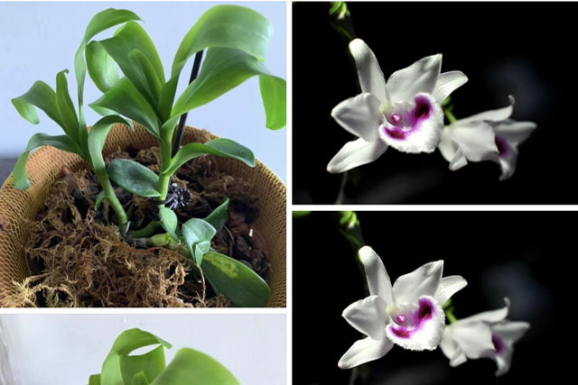 Ngành thuế sẽ quản lý thu đối với kinh doanh lan đột biến