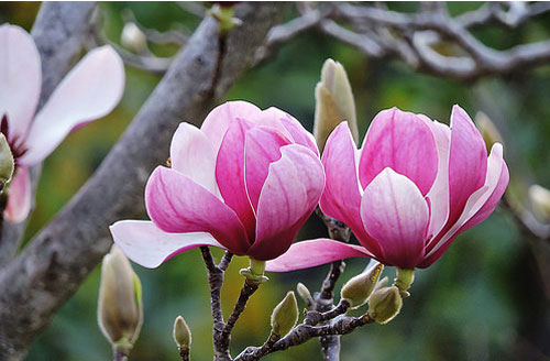 Loại hoa quen thuộc có thể giúp bạn chữa tận gốc viêm xoang