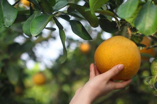 Nhìn trúng điểm này, đảm bảo chọn được quả bưởi Diễn chuẩn "xịn", vị ngọt lịm