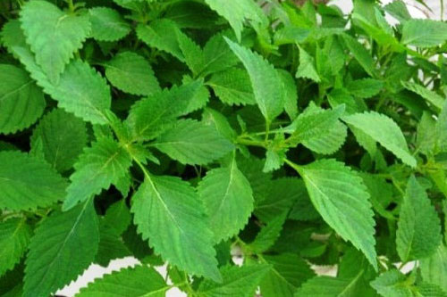 Cách chế biến nước tắm mùa hè cho bé không bệnh tật