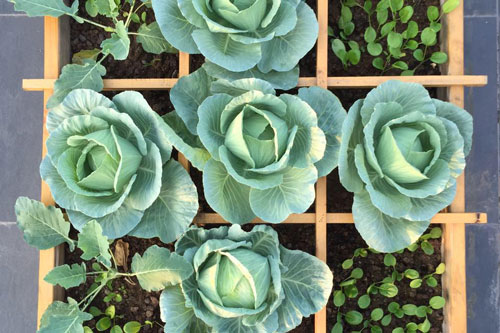 Cách trồng rau bắp cải ngay tại nhà ăn "thả ga": Khó thành dễ