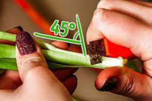 Mách chị em cách cắm hoa cả tuần vẫn tươi như mới nhờ thứ nguyên liệu không ai ngờ tới này