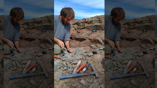 Hóa thạch 70 triệu năm tuổi của loài khủng long ăn thịt có móng vuốt gần 40 cm