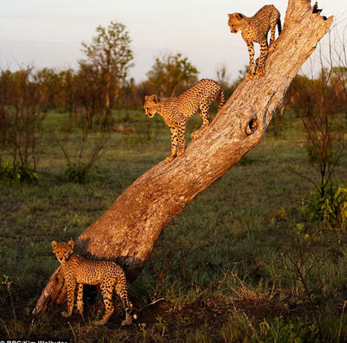 Báo mẹ thản nhiên để nhiếp ảnh gia chụp ảnh trước mặt