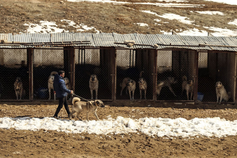 Giống chó được mệnh danh là kẻ giết sói
