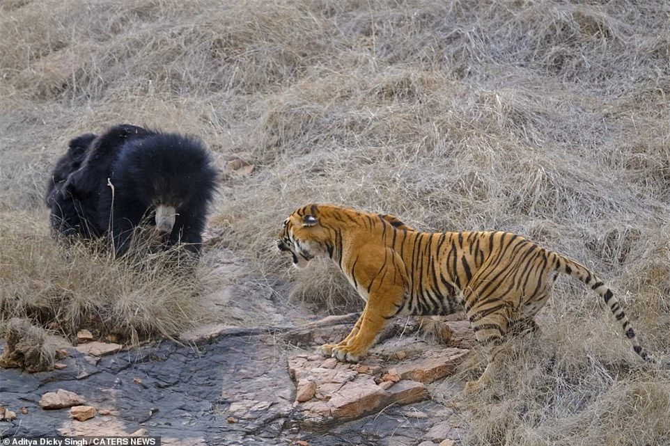 Hổ Bengal hung dữ thất bại ê chề trước gấu mẹ trong nỗ lực bảo vệ con