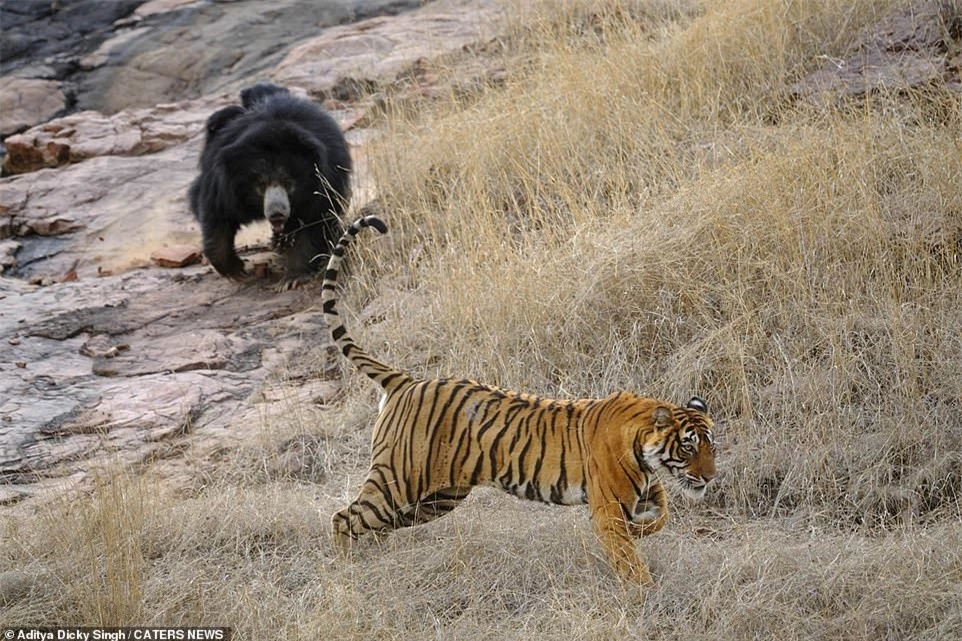 Hổ Bengal hung dữ thất bại ê chề trước gấu mẹ trong nỗ lực bảo vệ con